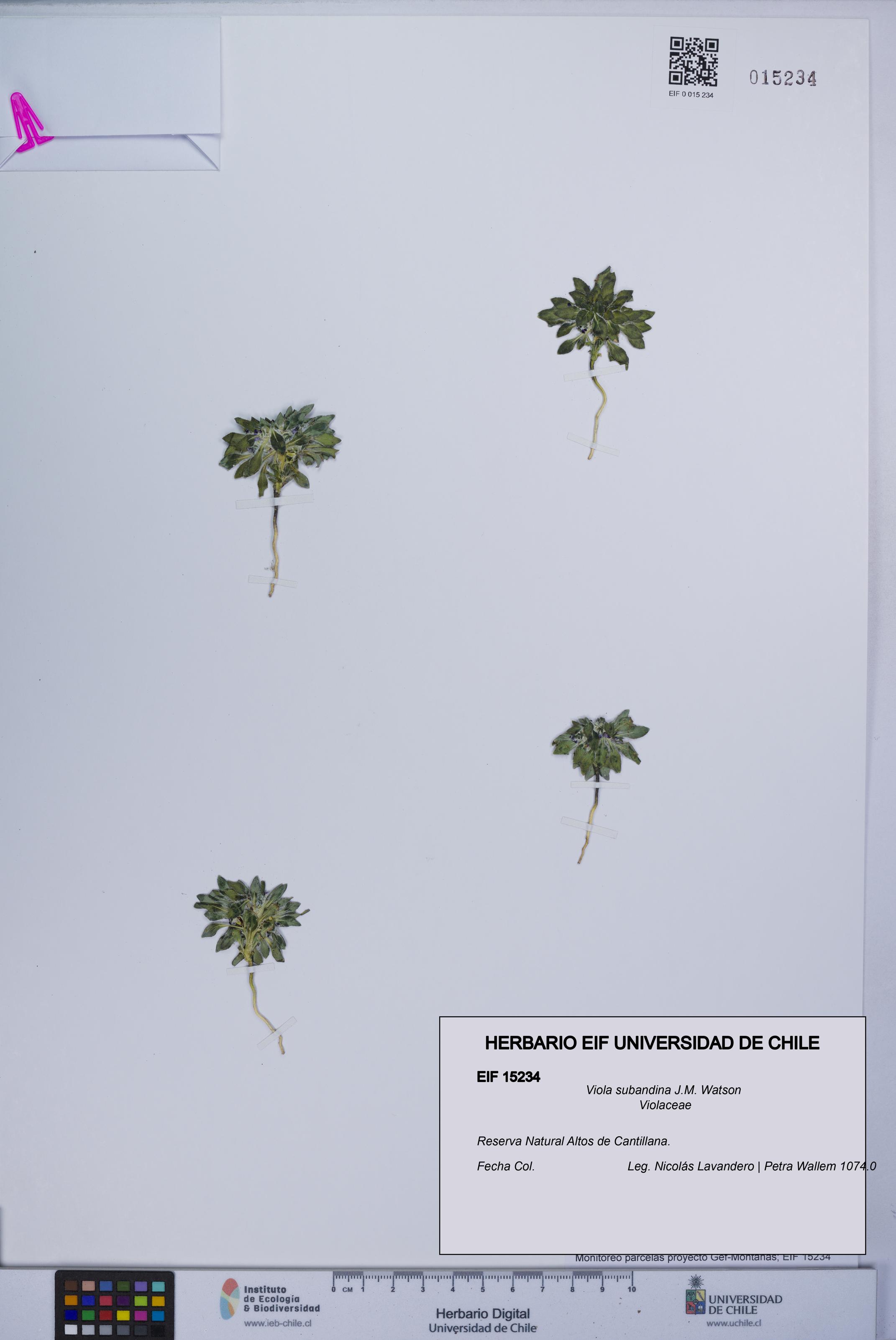 Viola subandina [Espécimen: UCH:EIF:0015234]