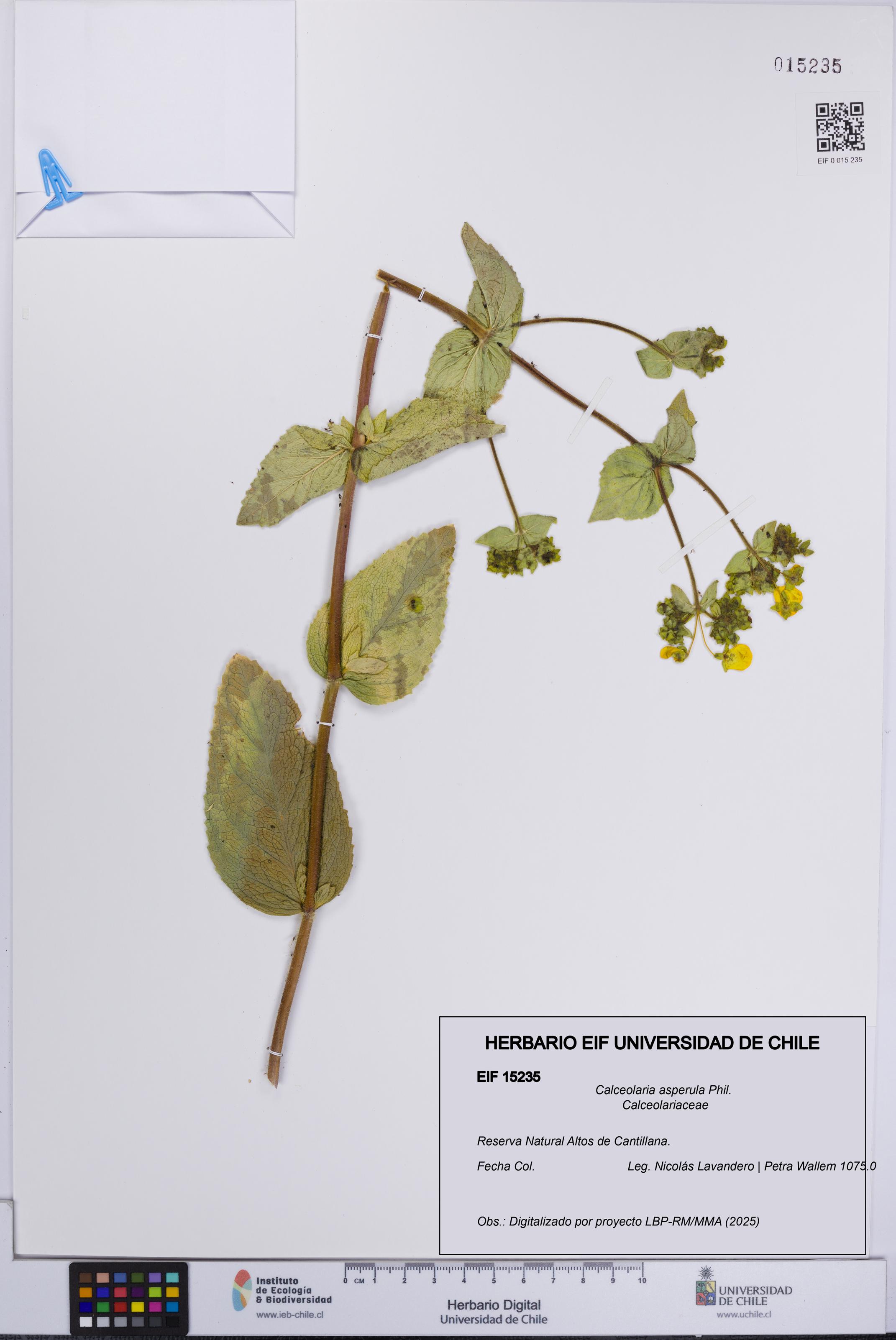 Calceolaria asperula [Espécimen: UCH:EIF:0015235]