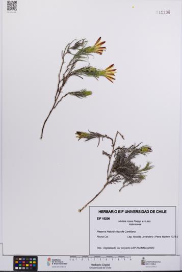 Mutisia rosea [Espécimen: UCH:EIF:0015236]