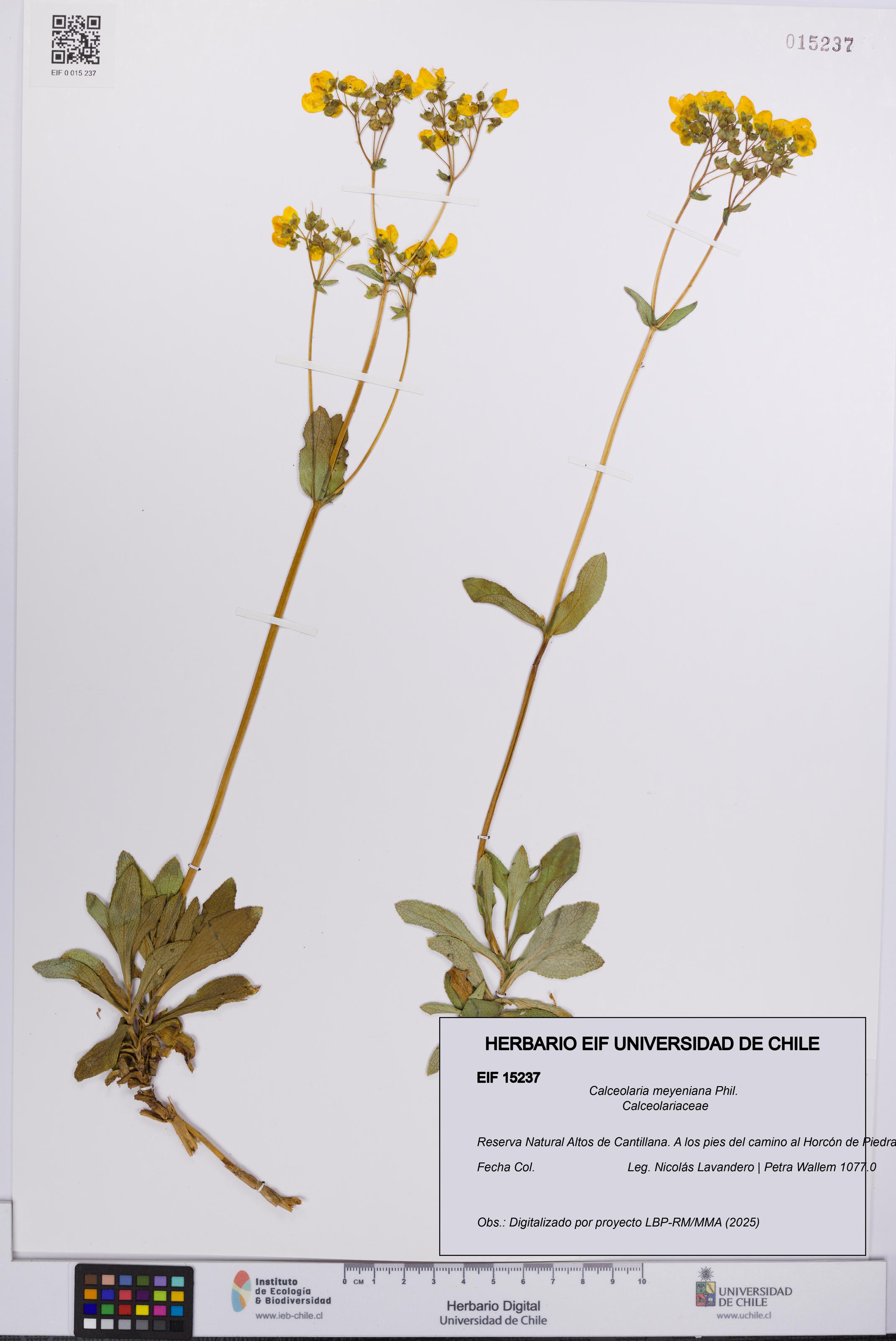 Calceolaria meyeniana [Espécimen: UCH:EIF:0015237]