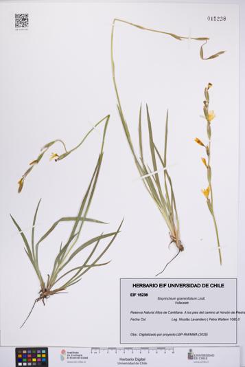 Sisyrinchium graminifolium [Espécimen: UCH:EIF:0015238]