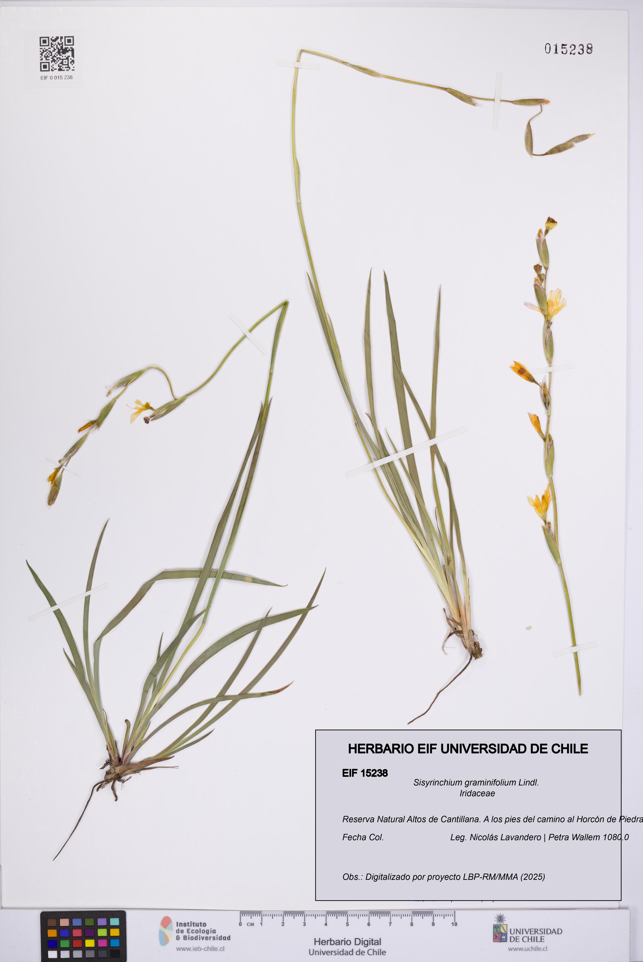Sisyrinchium graminifolium [Espécimen: UCH:EIF:0015238]