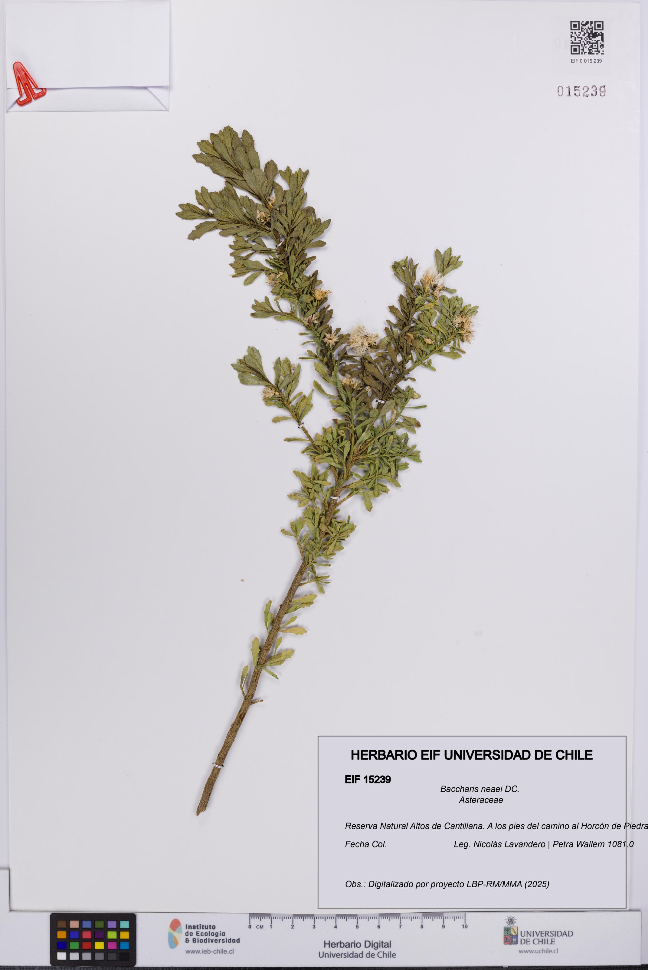 Baccharis neaei [Espécimen: UCH:EIF:0015239]