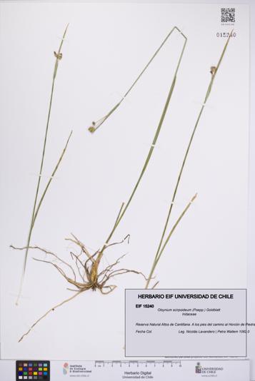 Olsynium scirpoideum [Espécimen: UCH:EIF:0015240]