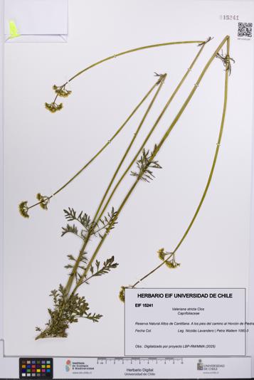 Valeriana stricta [Espécimen: UCH:EIF:0015241]