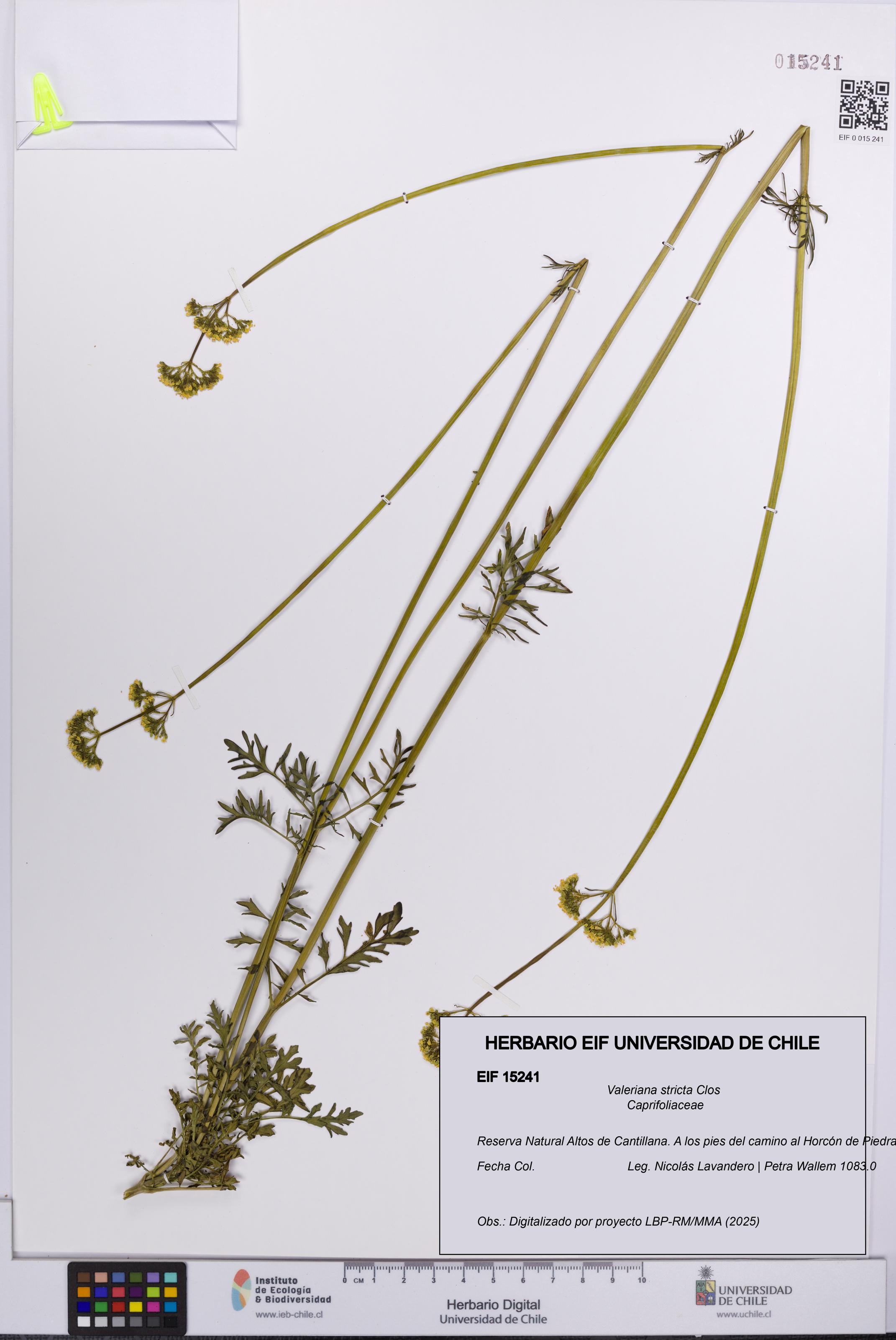 Valeriana stricta [Espécimen: UCH:EIF:0015241]