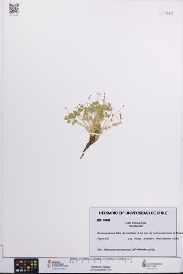 Oxalis cinerea [Espécimen: UCH:EIF:0015242]