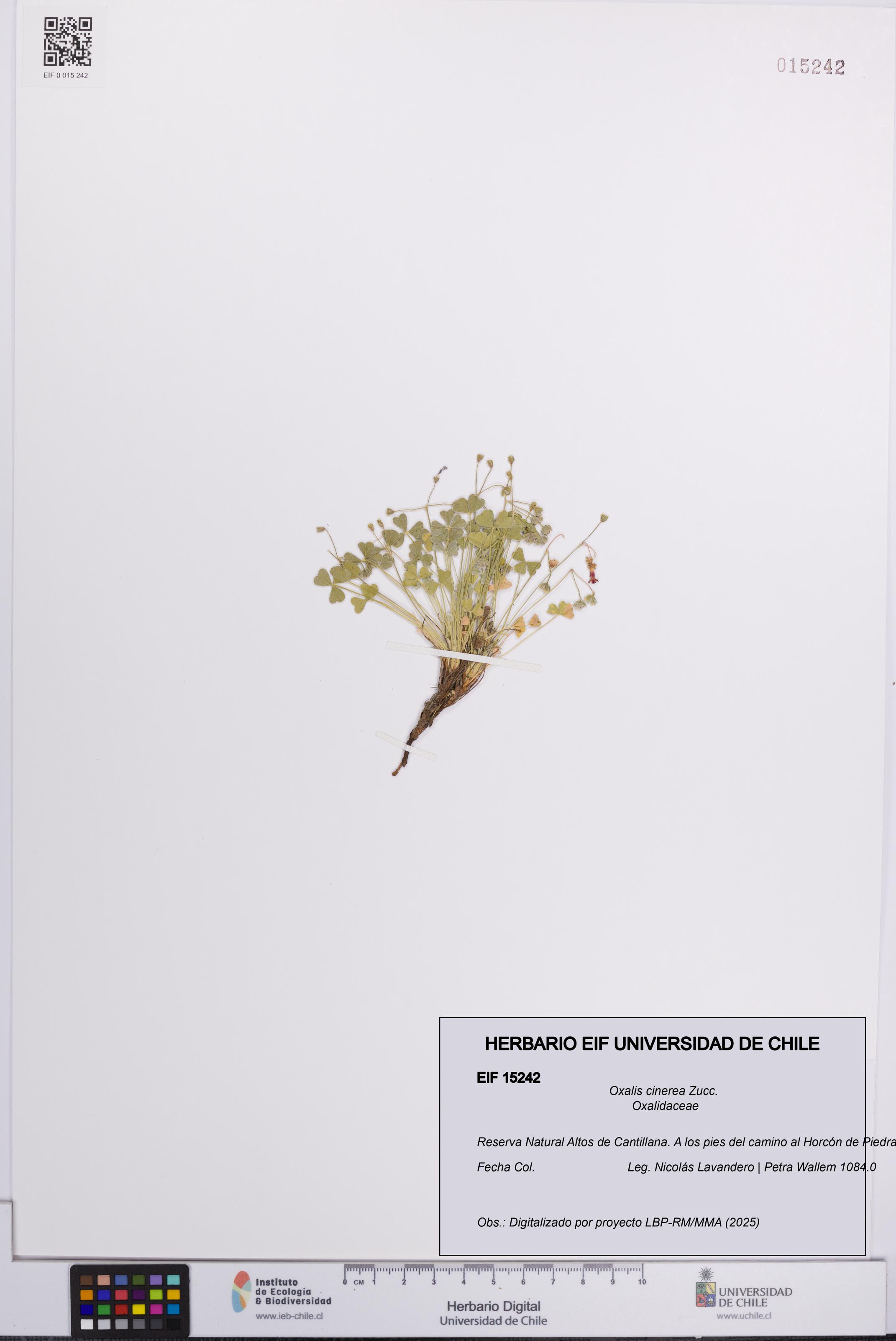 Oxalis cinerea [Espécimen: UCH:EIF:0015242]