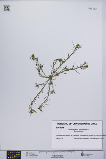 Quinchamalium chilense [Espécimen: UCH:EIF:0015243]