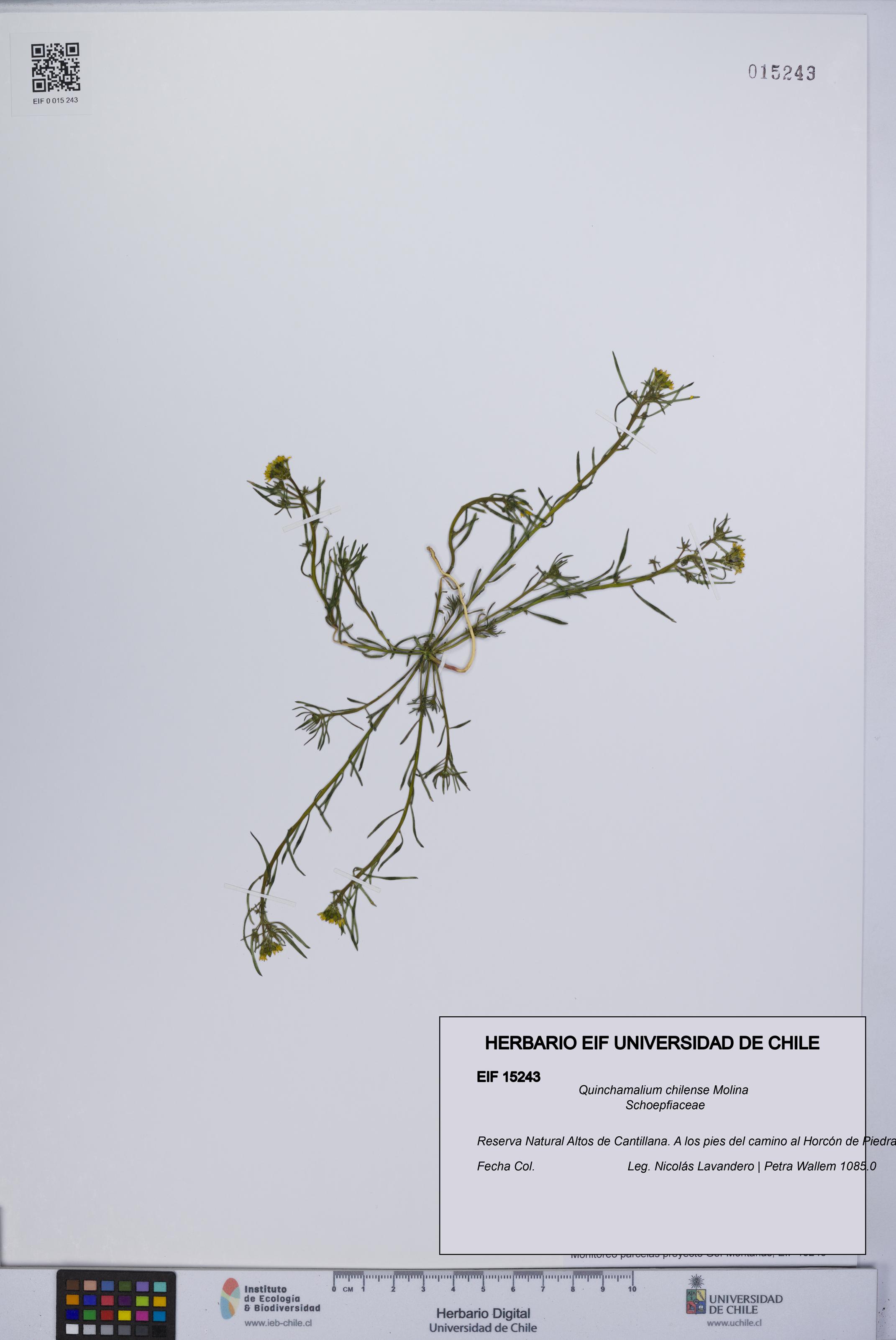 Quinchamalium chilense [Espécimen: UCH:EIF:0015243]