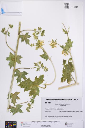Loasa floribunda [Espécimen: UCH:EIF:0015245]