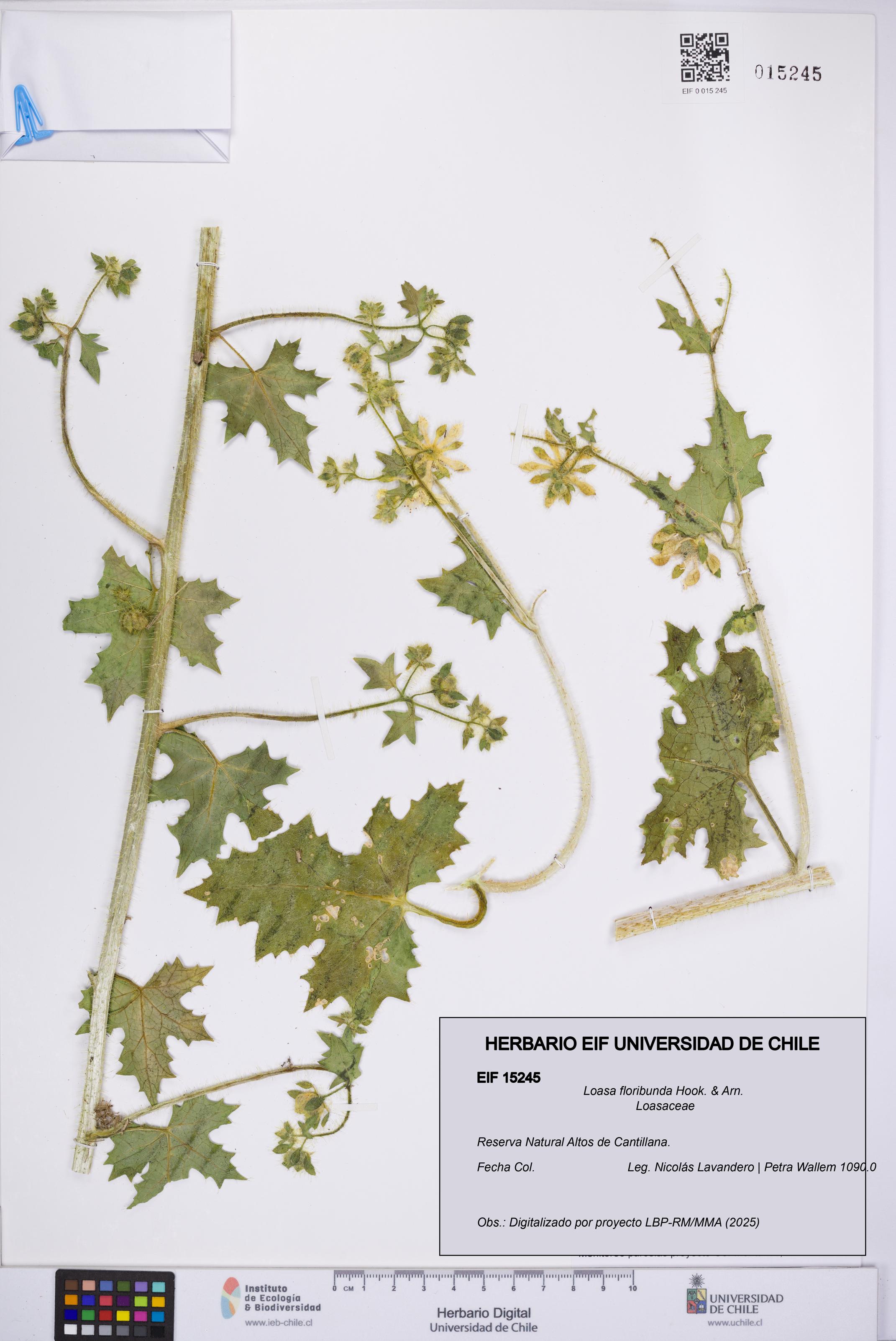 Loasa floribunda [Espécimen: UCH:EIF:0015245]