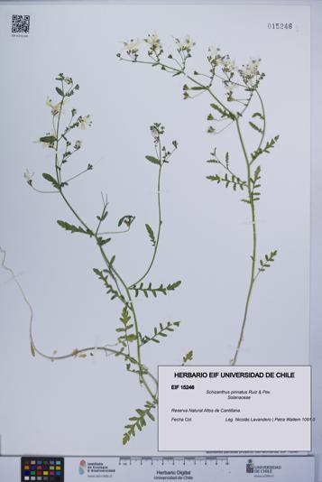 Schizanthus pinnatus [Espécimen: UCH:EIF:0015246]