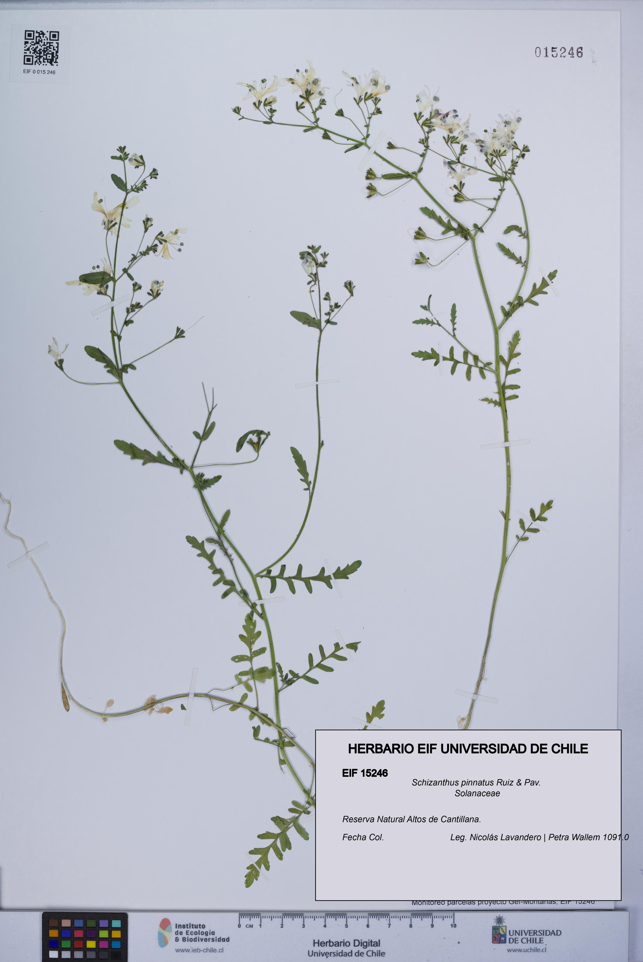 Schizanthus pinnatus [Espécimen: UCH:EIF:0015246]