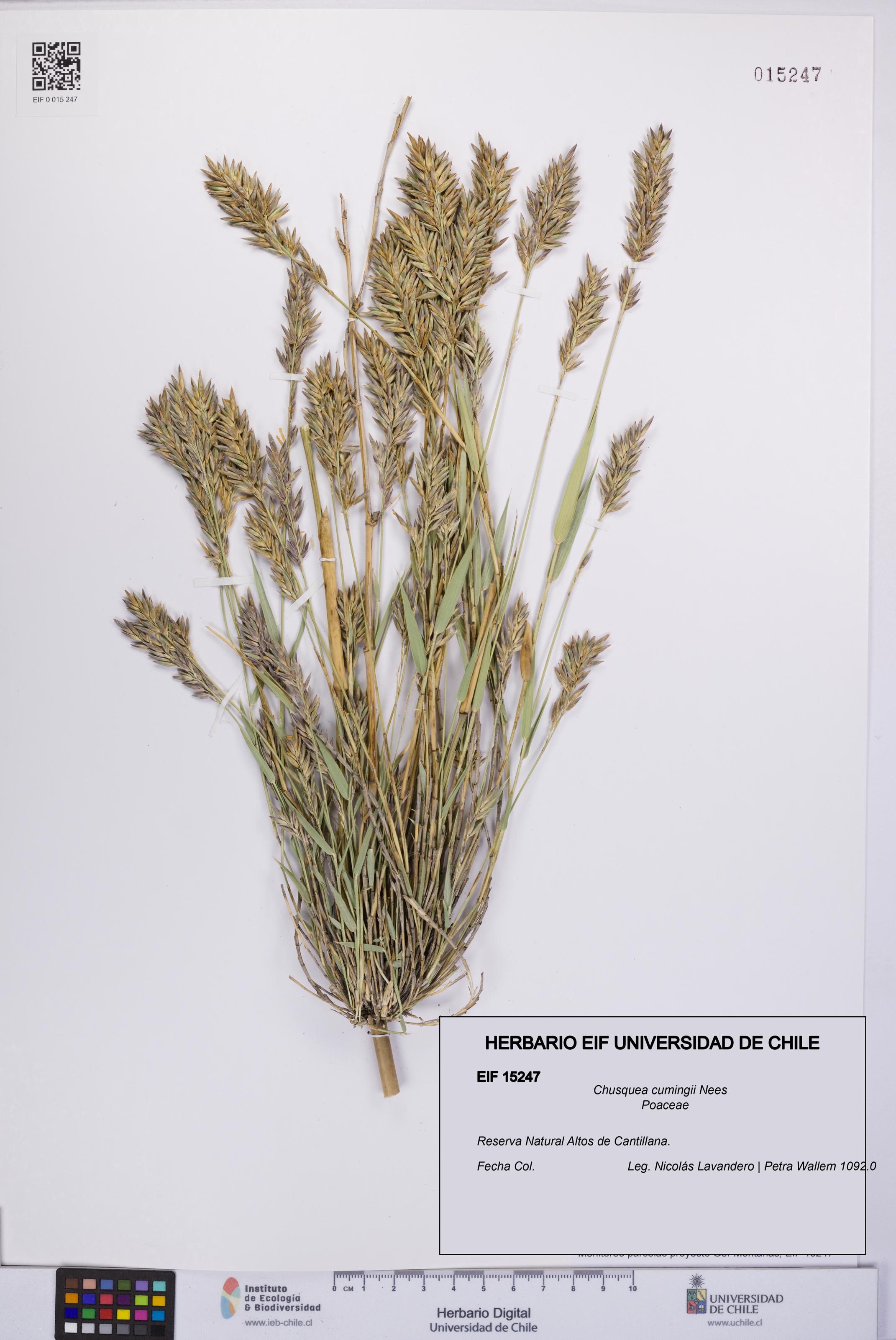 Chusquea cumingii [Espécimen: UCH:EIF:0015247]