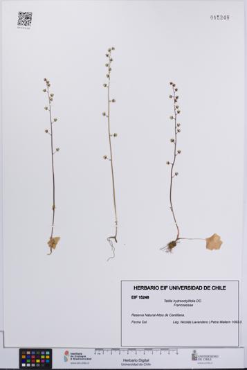 Tetilla hydrocotylifolia [Espécimen: UCH:EIF:0015248]