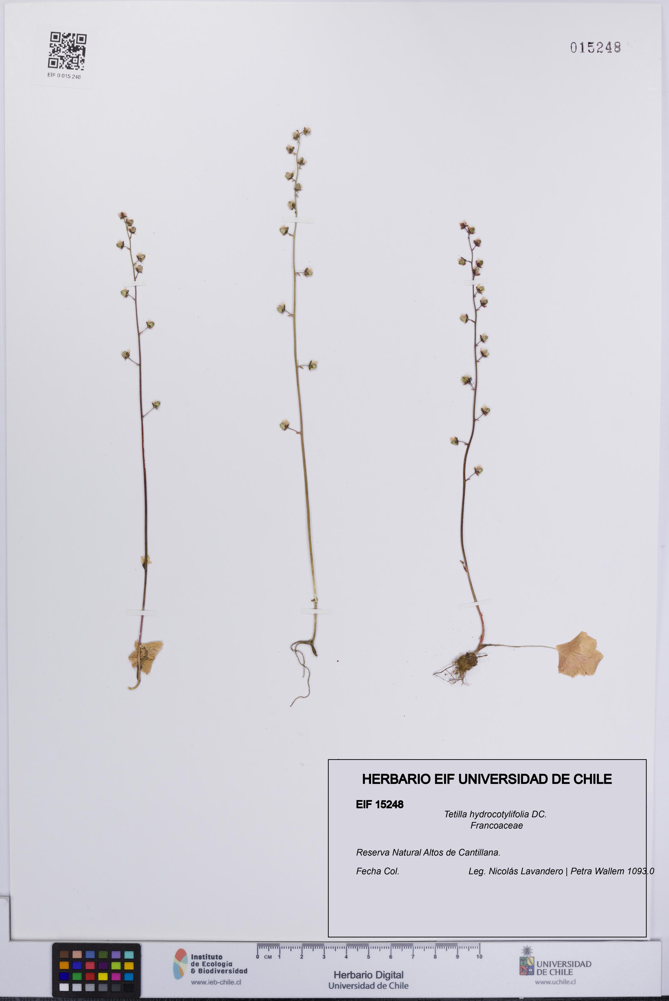 Tetilla hydrocotylifolia [Espécimen: UCH:EIF:0015248]
