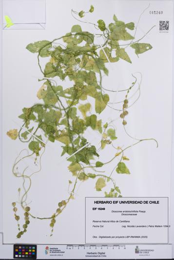 Dioscorea aristolochiifolia [Espécimen: UCH:EIF:0015249]