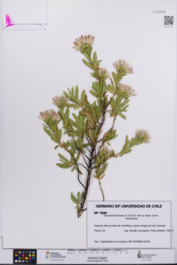 Gochnatia foliolosa [Espécimen: UCH:EIF:0015250]
