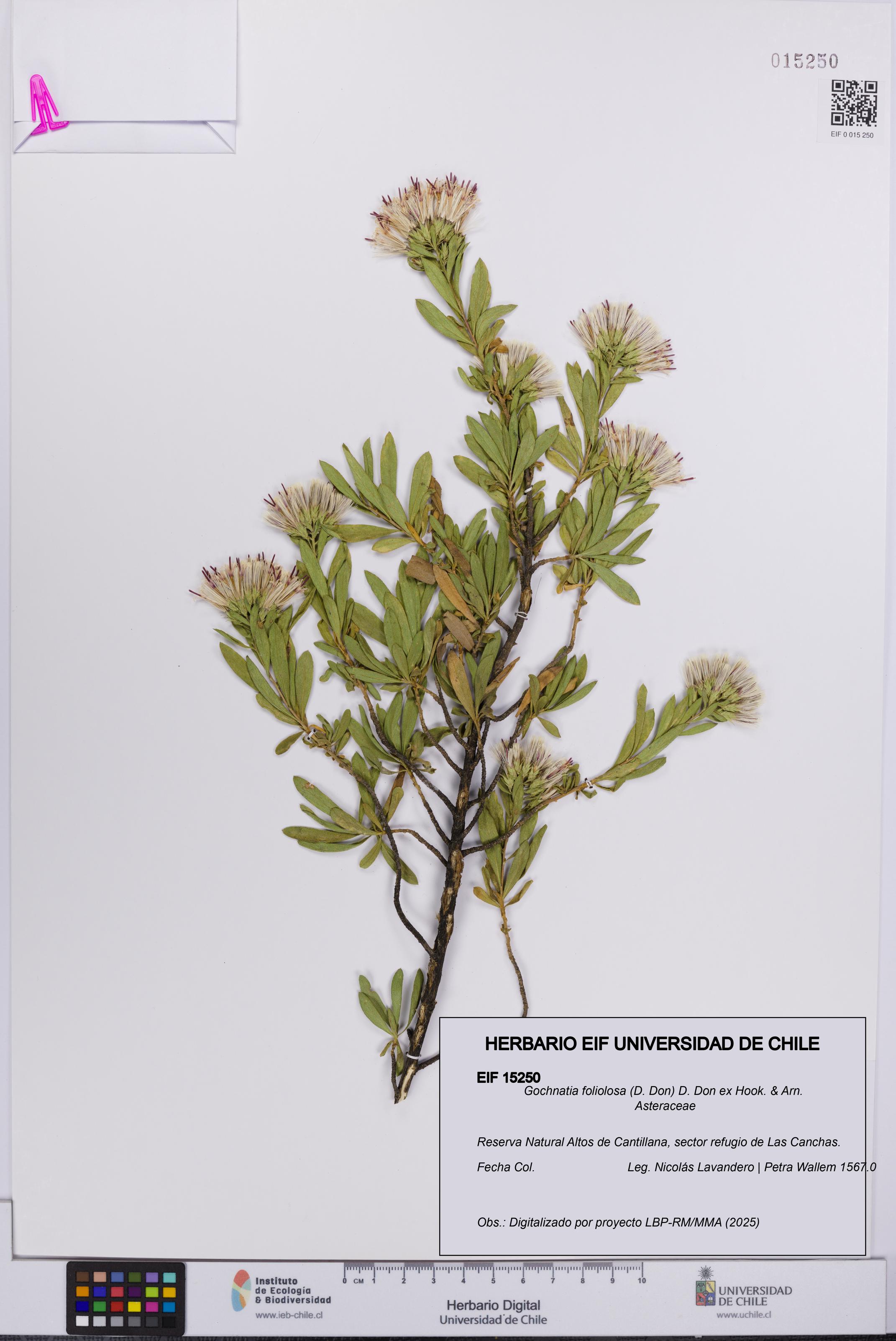 Gochnatia foliolosa [Espécimen: UCH:EIF:0015250]