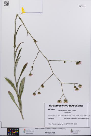 Leucheria rosea [Espécimen: UCH:EIF:0015251]