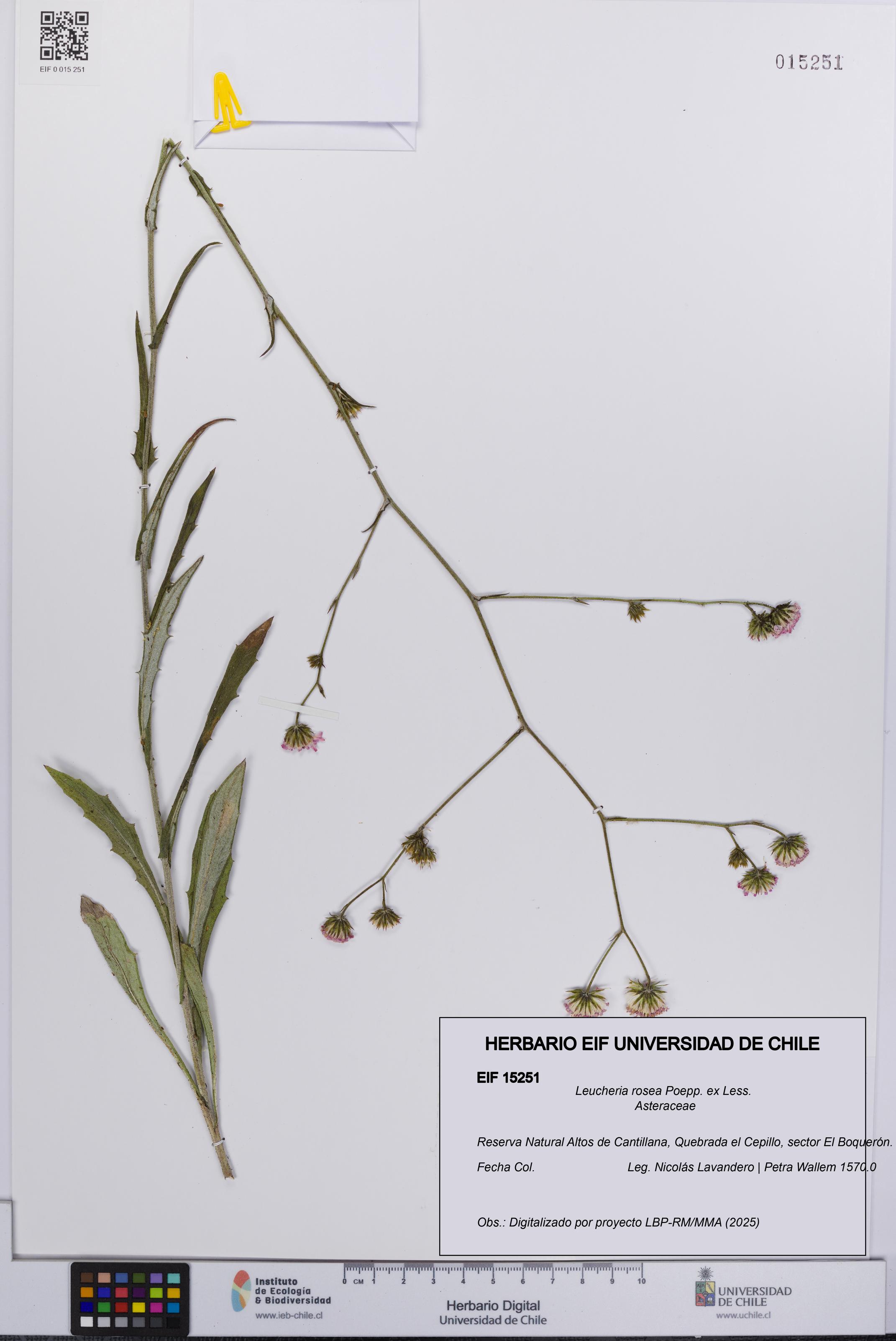 Leucheria rosea [Espécimen: UCH:EIF:0015251]