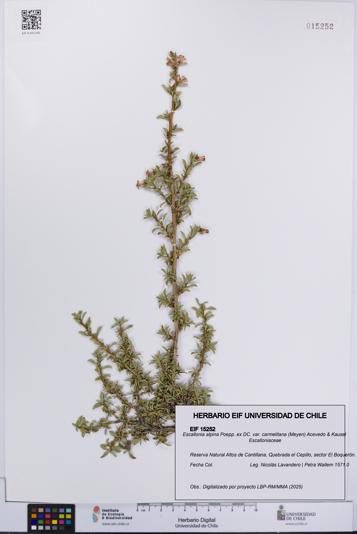 Escallonia alpina var. carmelitana [Espécimen: UCH:EIF:0015252]