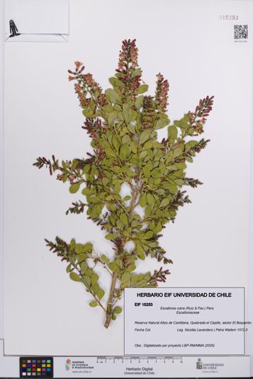 Escallonia rubra [Espécimen: UCH:EIF:0015253]