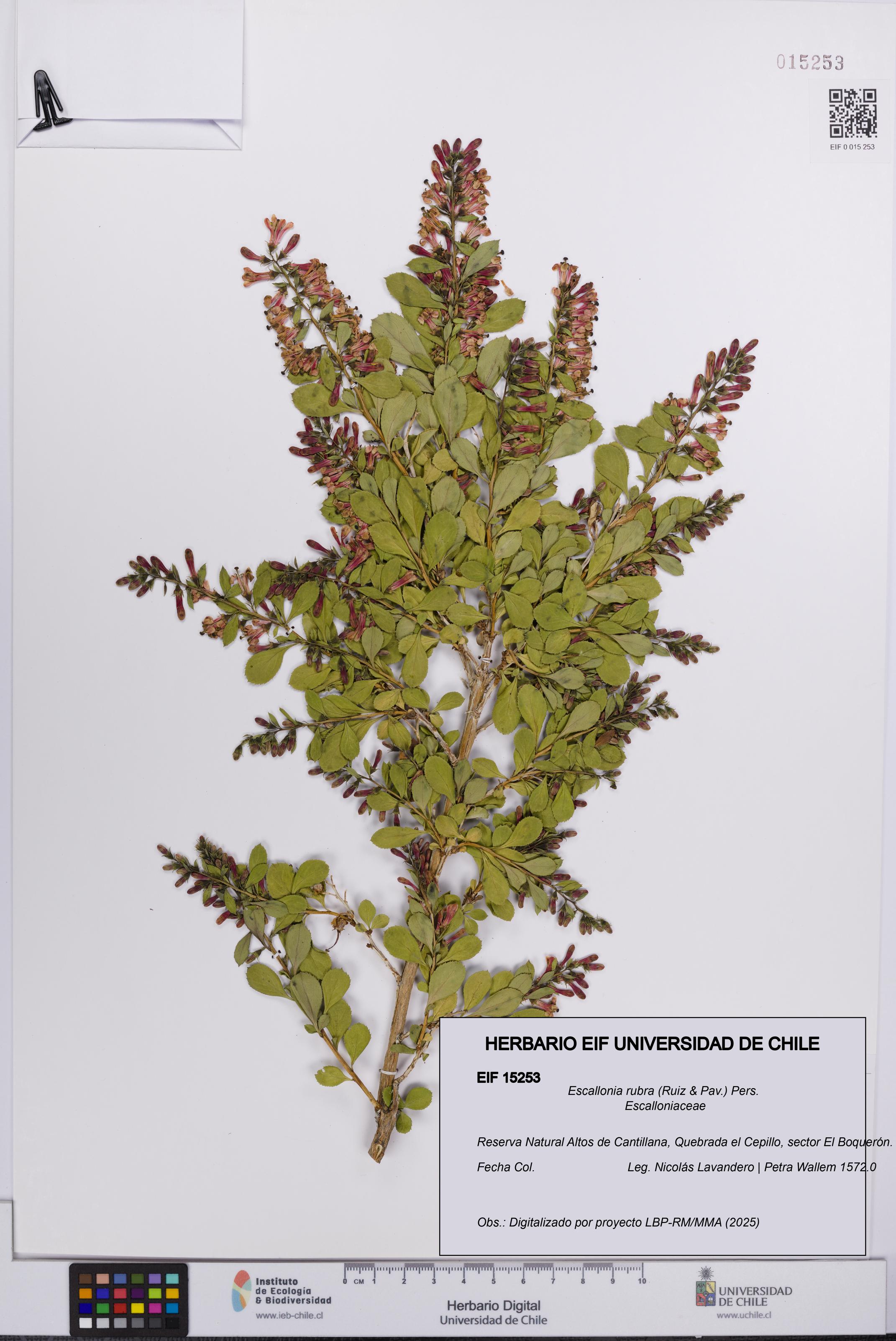 Escallonia rubra [Espécimen: UCH:EIF:0015253]