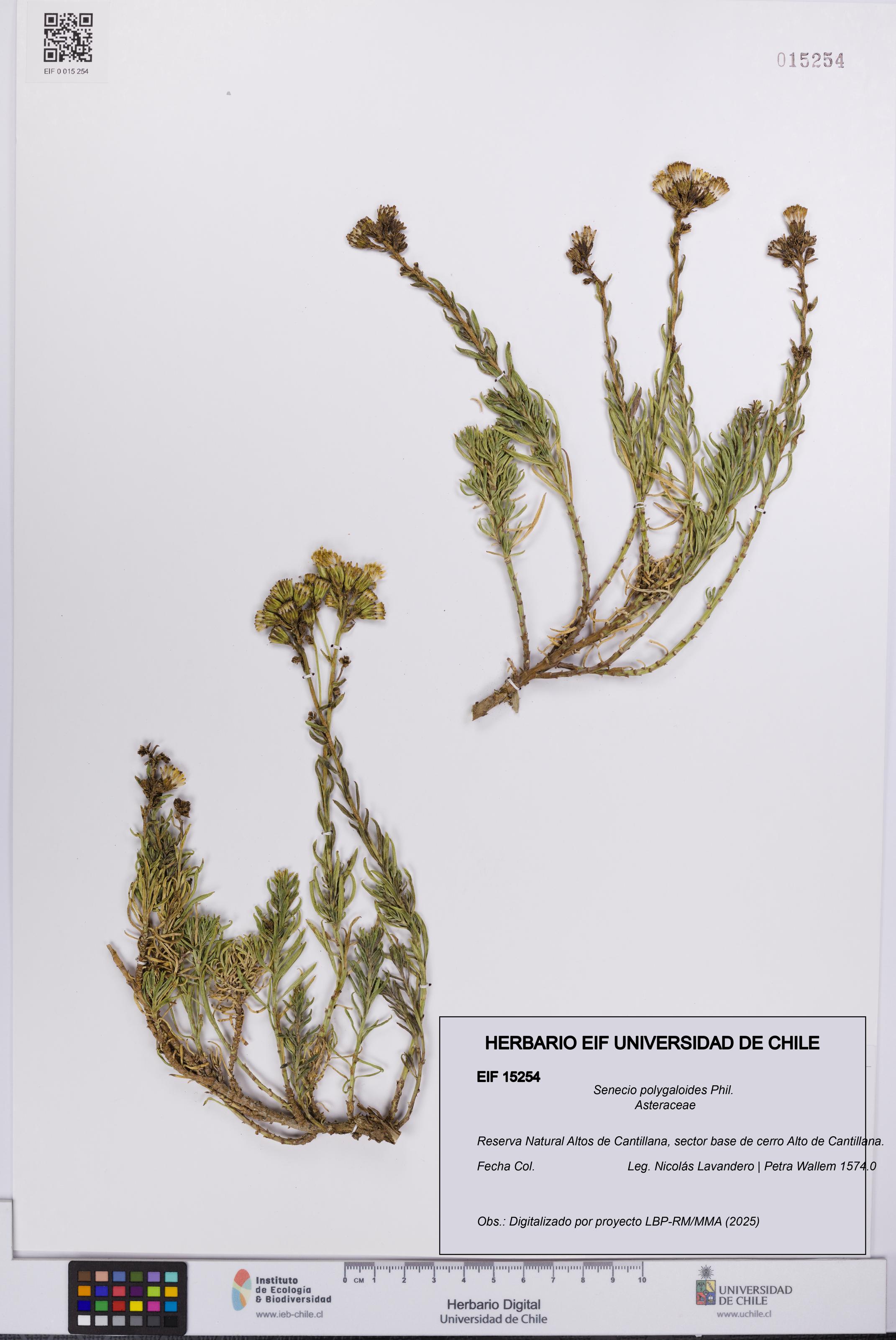 Senecio polygaloides [Espécimen: UCH:EIF:0015254]