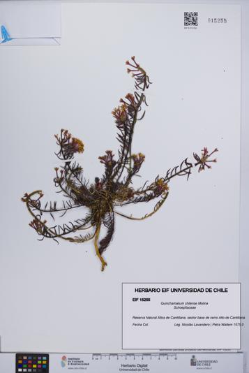 Quinchamalium chilense [Espécimen: UCH:EIF:0015255]