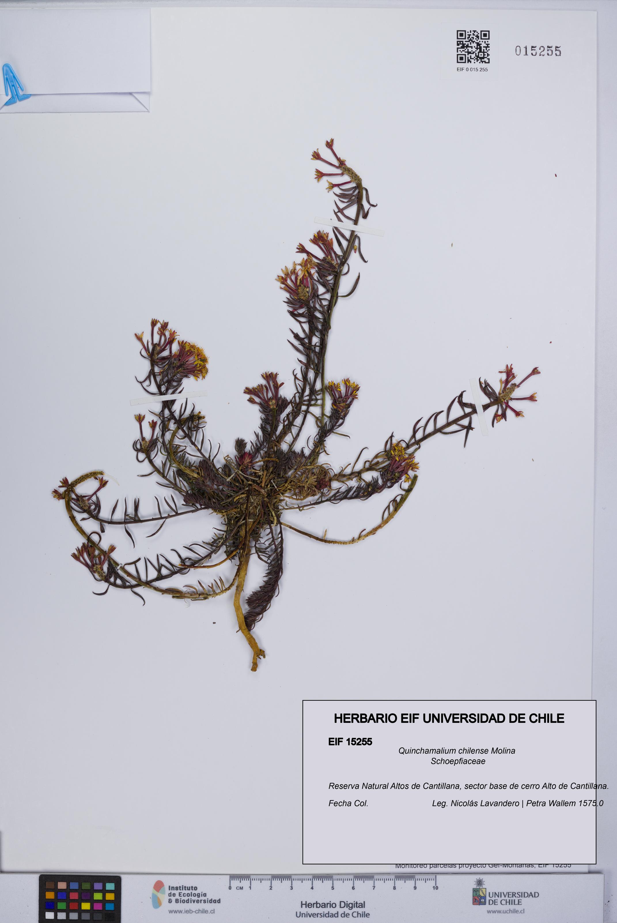 Quinchamalium chilense [Espécimen: UCH:EIF:0015255]