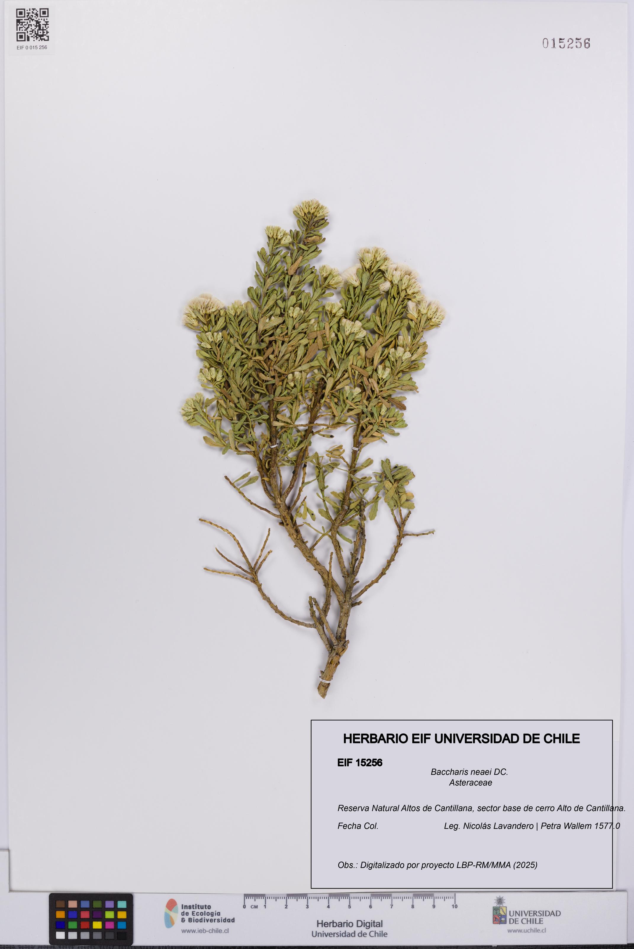 Baccharis neaei [Espécimen: UCH:EIF:0015256]