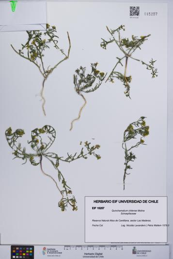 Quinchamalium chilense [Espécimen: UCH:EIF:0015257]