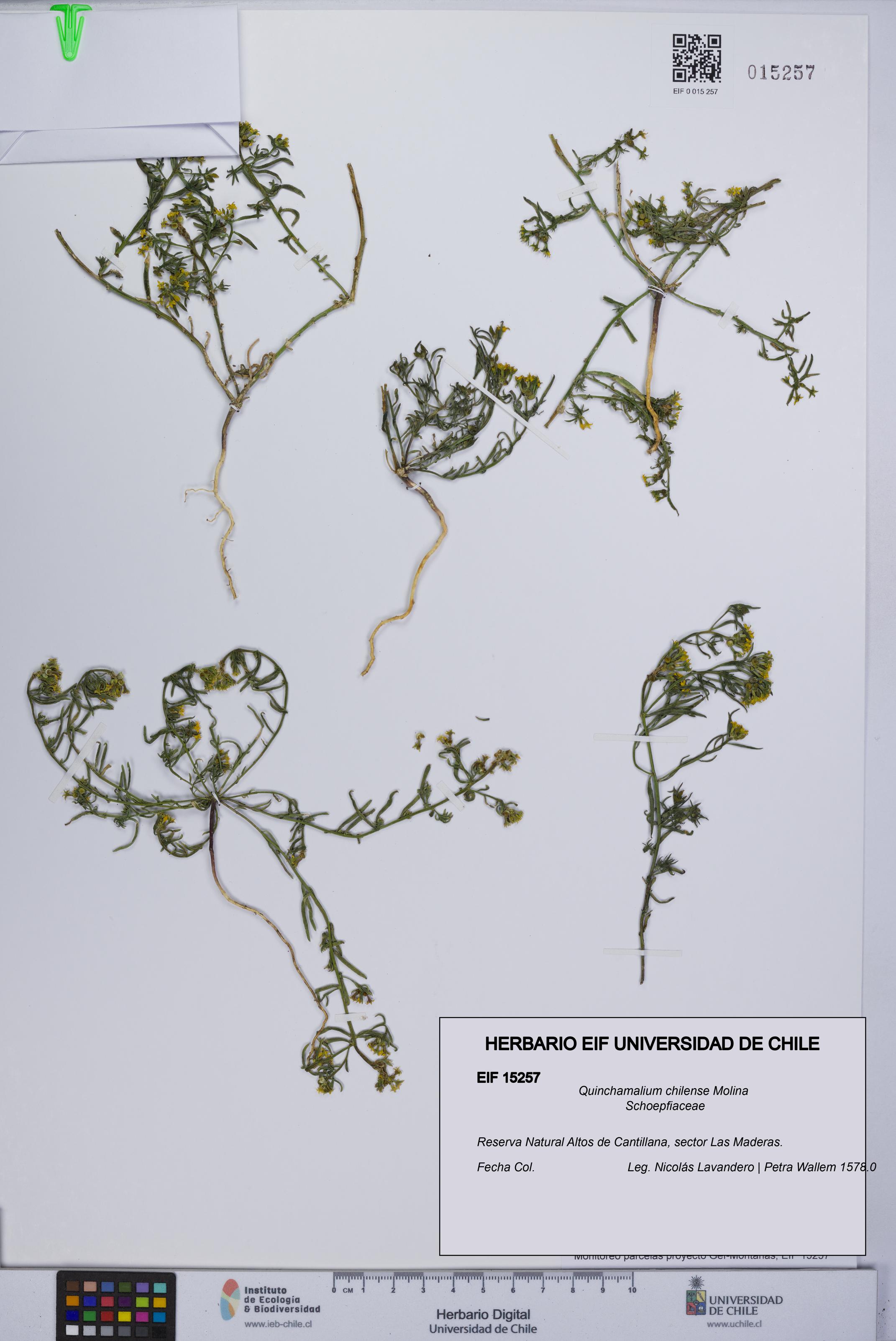 Quinchamalium chilense [Espécimen: UCH:EIF:0015257]