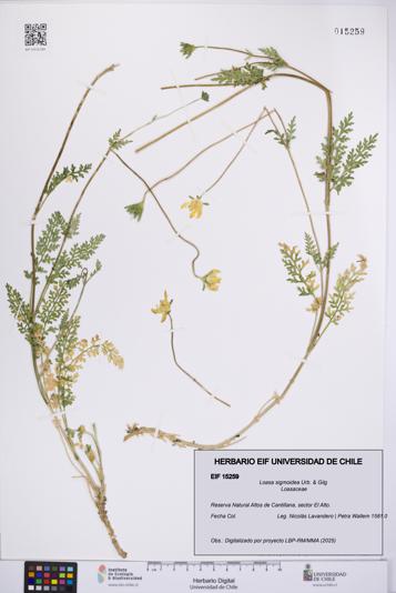 Loasa sigmoidea [Espécimen: UCH:EIF:0015259]