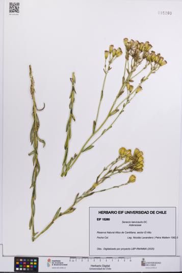 Senecio laevicaulis [Espécimen: UCH:EIF:0015260]