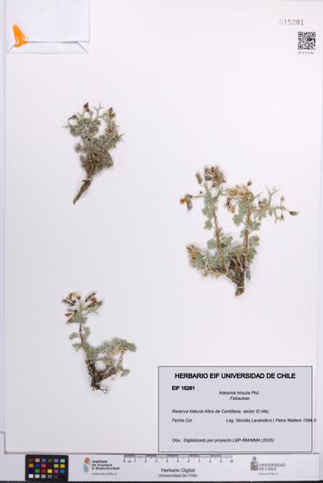 Adesmia hirsuta [Espécimen: UCH:EIF:0015261]