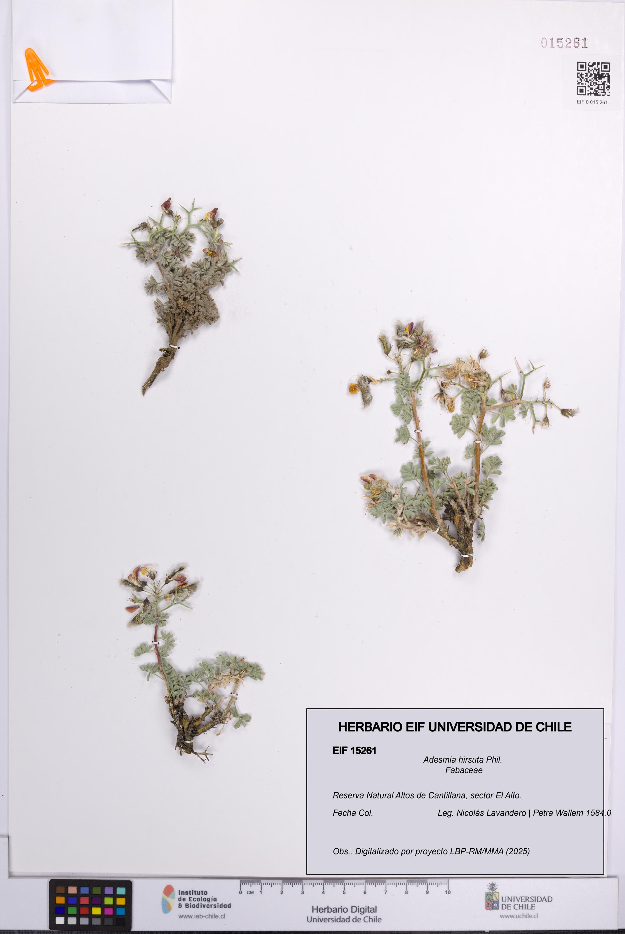 Adesmia hirsuta [Espécimen: UCH:EIF:0015261]