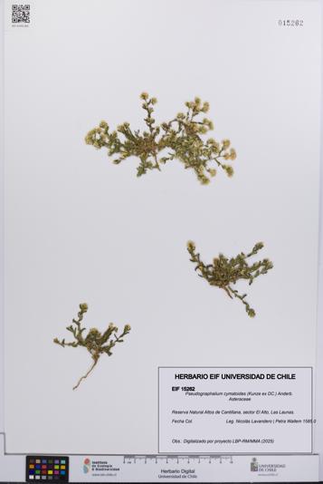 Pseudognaphalium cymatoides [Espécimen: UCH:EIF:0015262]