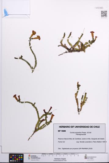 Ourisia polyantha [Espécimen: UCH:EIF:0015263]