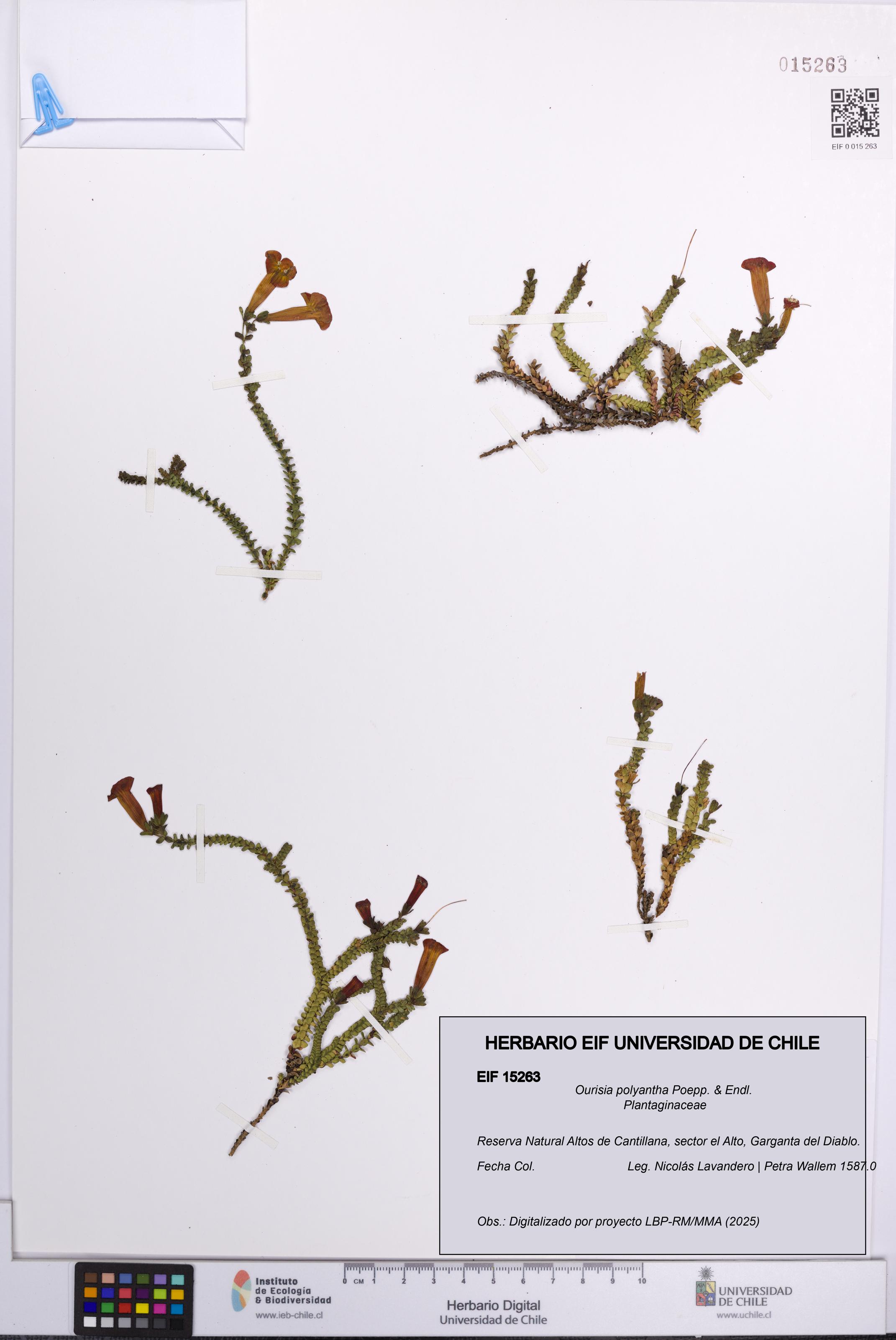 Ourisia polyantha [Espécimen: UCH:EIF:0015263]