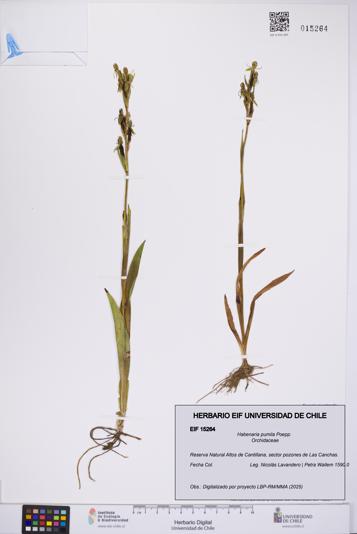 Habenaria pumila [Espécimen: UCH:EIF:0015264]