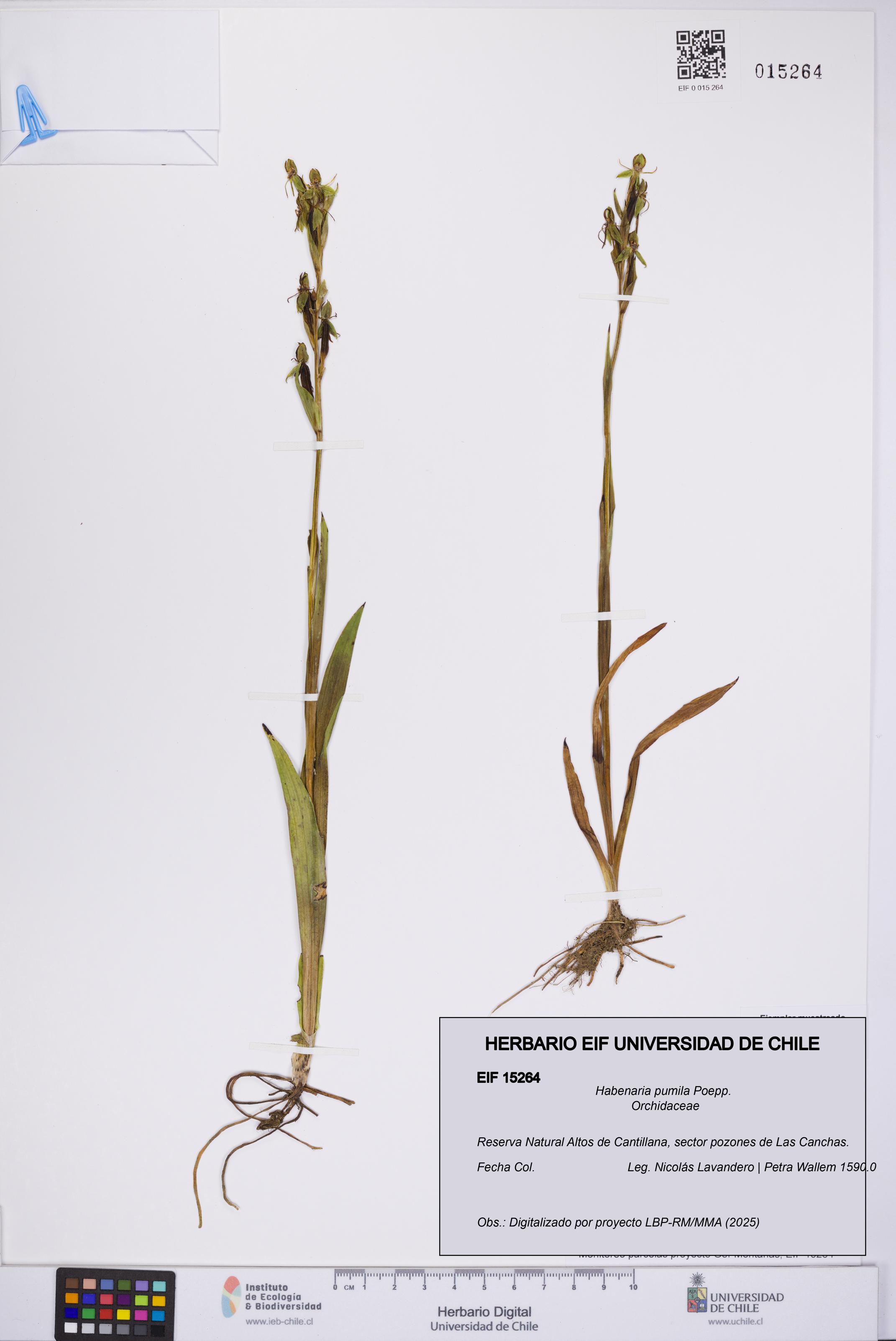 Habenaria pumila [Espécimen: UCH:EIF:0015264]