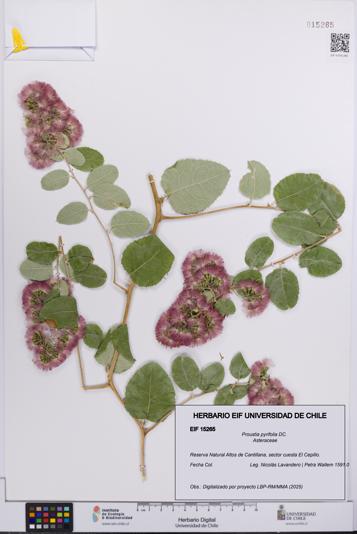 Proustia pyrifolia [Espécimen: UCH:EIF:0015265]