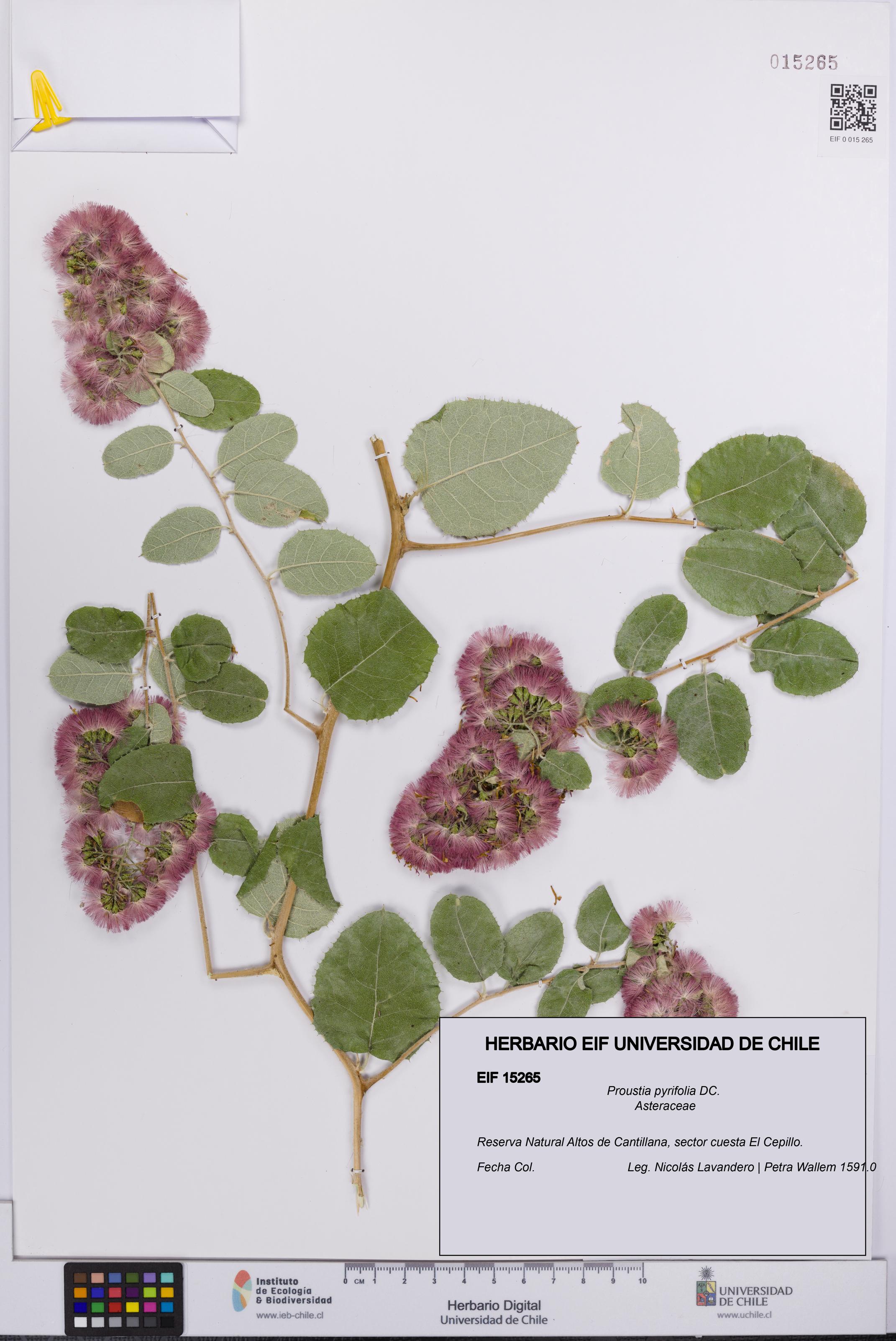 Proustia pyrifolia [Espécimen: UCH:EIF:0015265]