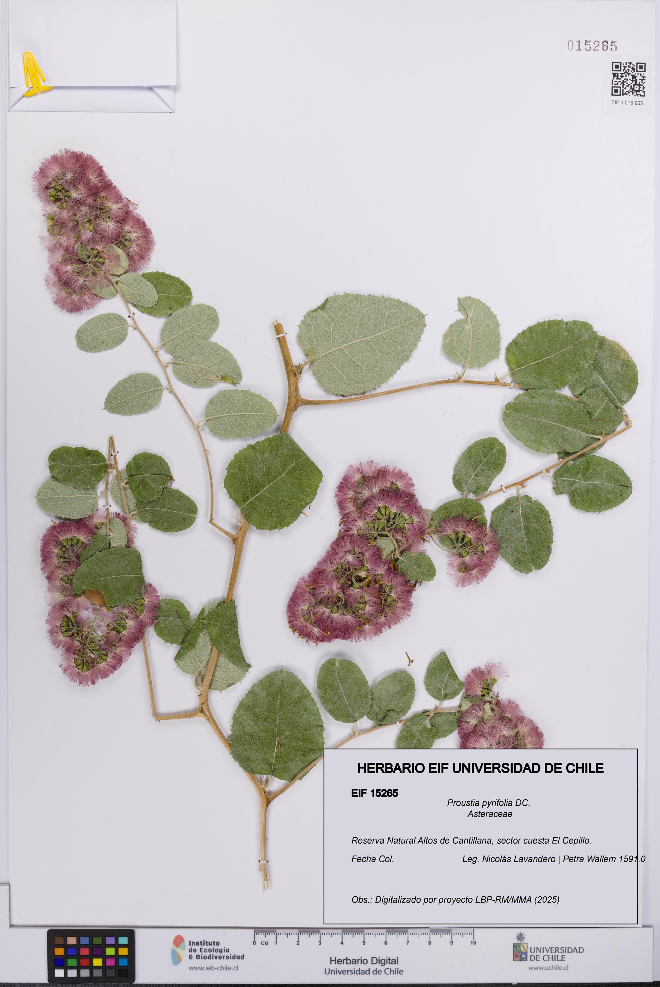 Proustia pyrifolia [Espécimen: UCH:EIF:0015265]