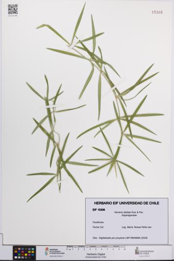 Herreria stellata [Espécimen: UCH:EIF:0015306]