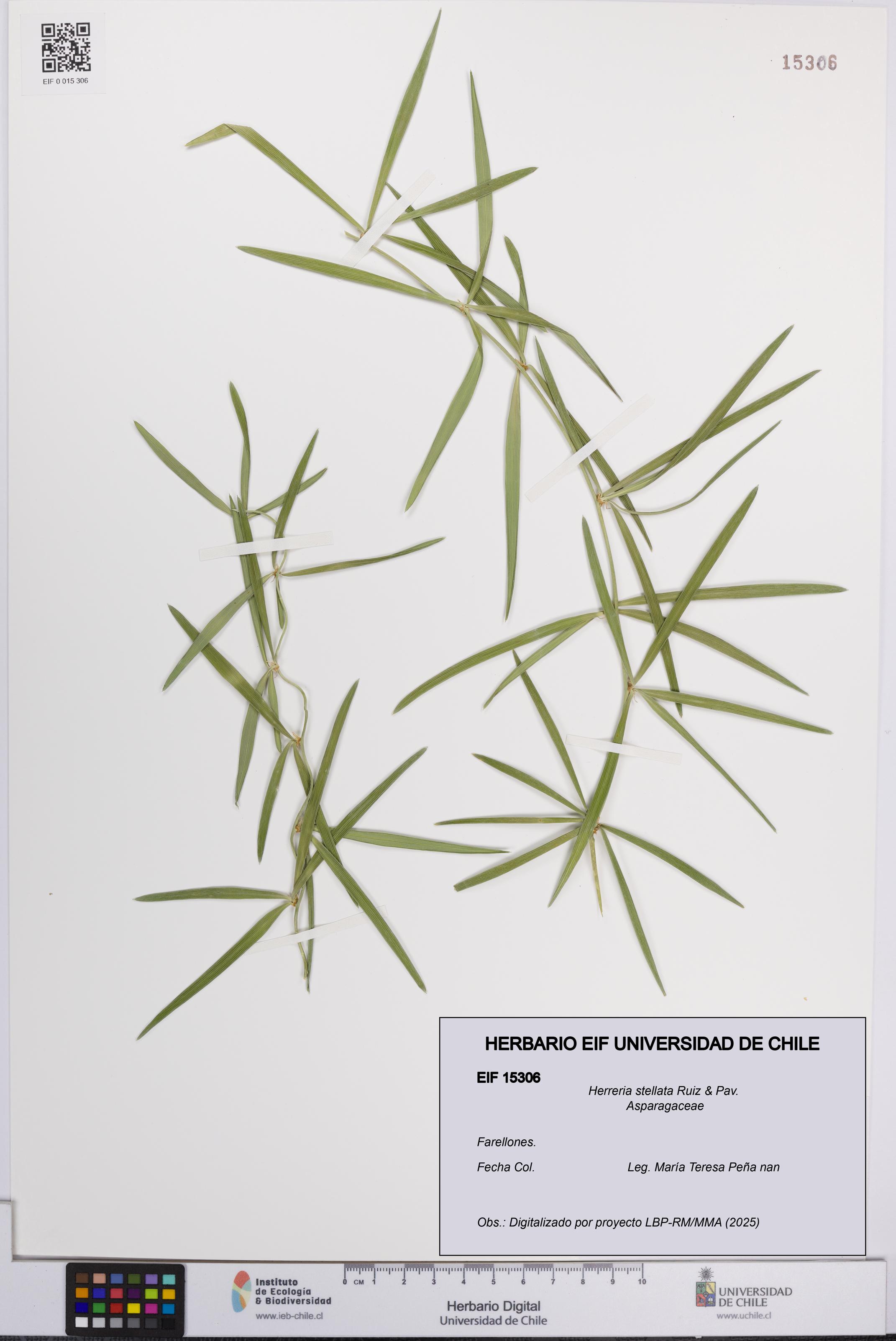 Herreria stellata [Espécimen: UCH:EIF:0015306]