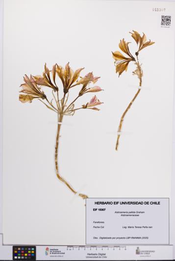 Alstroemeria pallida [Espécimen: UCH:EIF:0015307]